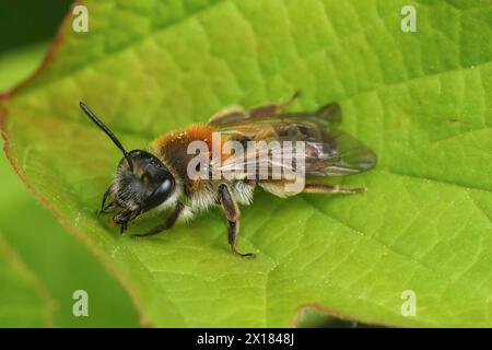 Primo piano naturale su un'ape da miniera di Coppice, Andrena Helvola seduta su una foglia verde Foto Stock