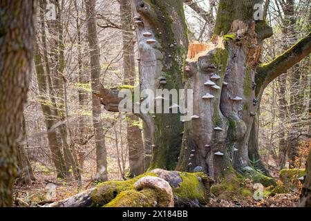 Faggio comune (Fagus sylvatica), fungo tinder (Fomes fomentarius), fitti alberi secolari con legno morto e funghi nell'Hutewald, riserva naturale Urwald Foto Stock