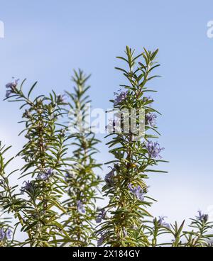 Rosmarino (Salvia rosmarinus), spezie, fiori Foto Stock