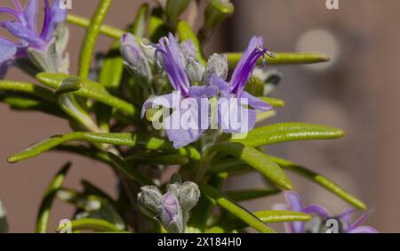 Rosmarino (Salvia rosmarinus), spezie, fiori, macro Foto Stock