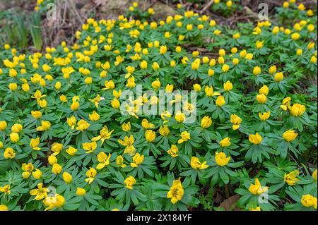 Aconiti invernali (Eranthis) in fiore nella foresta, Meclemburgo-Pomerania occidentale, Germania Foto Stock