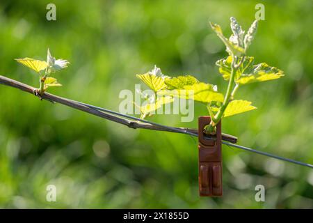 Disinfestazione in vigna, foglie giovani di vite in primavera, fiala feromone per attirare lo scarabeo della corteccia, viticoltura, germogli, germogli Foto Stock