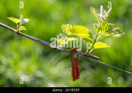 Disinfestazione in vigna, foglie giovani di vite in primavera, fiala feromone per attirare lo scarabeo della corteccia, viticoltura, germogli, germogli Foto Stock