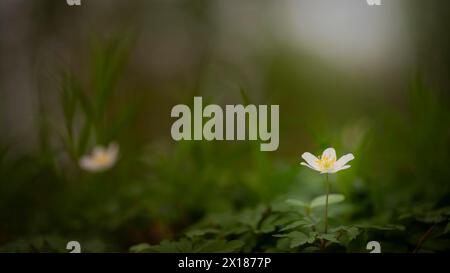 Primo piano di un anemone di legno (Anemonoides nemorosa, SYN. Anemone nemorosa), paesaggio, fotografia naturalistica, luce diffusa, fiore, Neustadt, AM Foto Stock