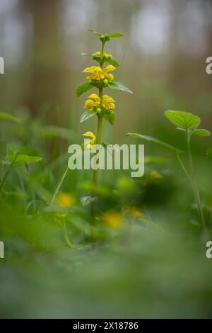 Primo piano di una comune ortica dorata (Galeobdolon luteum agg.), ortica morta dorata, fotografia della natura, foto della natura, formato ritratto, flora, diffusa Foto Stock