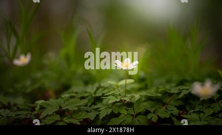 Primo piano di un anemone di legno (Anemonoides nemorosa, SYN. Anemone nemorosa), paesaggio, fotografia naturalistica, luce diffusa, fiore, Neustadt, AM Foto Stock