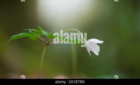 Primo piano di un anemone di legno (Anemonoides nemorosa, SYN. Anemone nemorosa), paesaggio, fotografia naturalistica, luce diffusa, fiore, Neustadt, AM Foto Stock