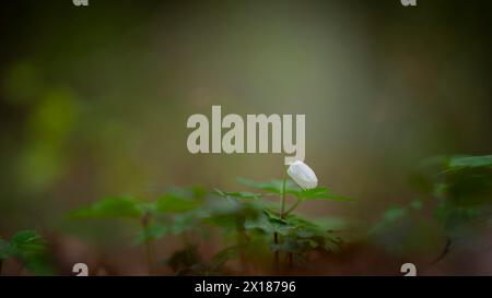 Primo piano di un anemone di legno (Anemonoides nemorosa, SYN. Anemone nemorosa), paesaggio, fotografia naturalistica, luce diffusa, fiore, Neustadt, AM Foto Stock