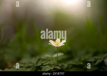 Primo piano di un anemone di legno (Anemonoides nemorosa, SYN. Anemone nemorosa), paesaggio, fotografia naturalistica, luce diffusa, fiore, Neustadt, AM Foto Stock