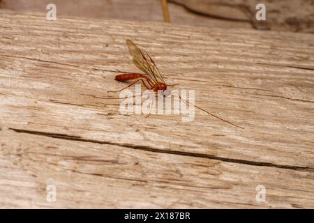 Ophion scutellaris famiglia Ichneumonidae genere Ophion Parasitoid vespa natura selvaggia insetti carta da parati Foto Stock