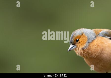 Zaffinch eurasiatico (Fringilla coelebs) ritratto della testa di uccello maschile adulto, Inghilterra, Regno Unito Foto Stock