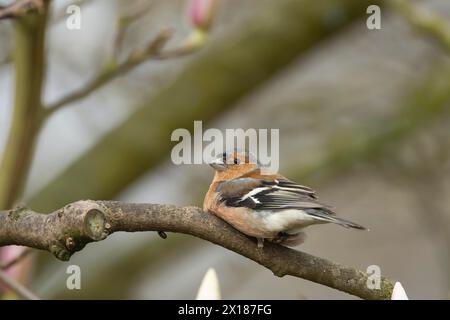 Zaffinch eurasiatico (Fringilla coelebs) uccello maschio adulto su un ramo d'albero, Inghilterra, Regno Unito Foto Stock