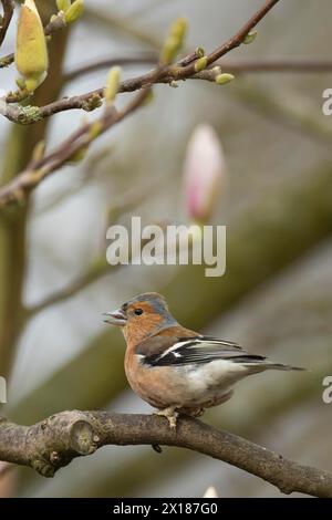 Zaffinch eurasiatico (Fringilla coelebs) uccello maschio adulto che canta su un ramo di albero Magnolia del giardino, Inghilterra, Regno Unito Foto Stock