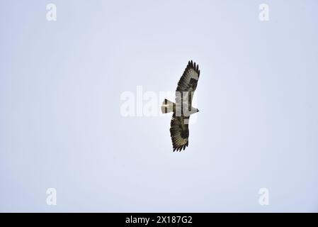 Common Buzzard (Buteo buteo) volando da sinistra a destra con Wings spread, visto da sotto, contro un cielo azzurro pallido, preso nel Regno Unito ad aprile Foto Stock