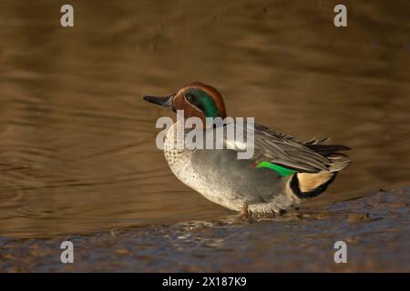 Uccello maschio adulto (Anas crecca) sul bordo di un lago, Inghilterra, Regno Unito Foto Stock