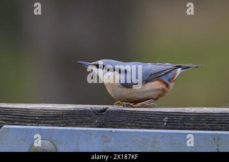 European nuthatch (Sitta europaea) uccello adulto su un cancello, Inghilterra, Regno Unito Foto Stock