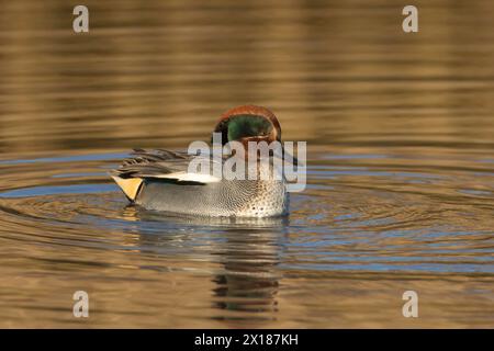 Uccello maschile adulto (Anas crecca) su un lago, Inghilterra, Regno Unito Foto Stock