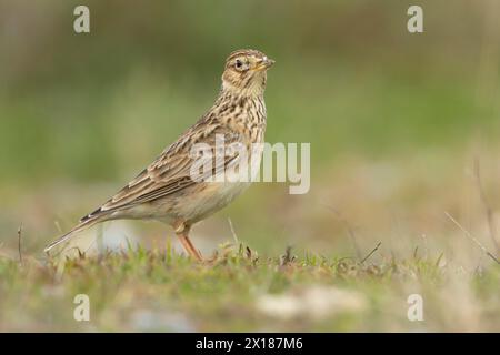 Alauda arvensis (alauda arvensis) uccello adulto sulla prateria, Inghilterra, Regno Unito Foto Stock