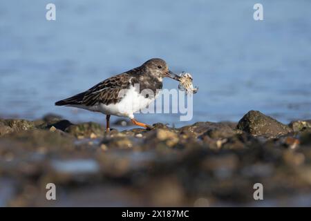 Ruddy Turnstone (Arenaria interpres) uccello adulto che trasporta un granchio nel suo becco su una costa, Inghilterra, Regno Unito Foto Stock