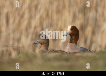 Anatra salice eurasiatica (Mareca penelope) uccelli adulti maschi e femmine sulla prateria, Inghilterra, Regno Unito Foto Stock