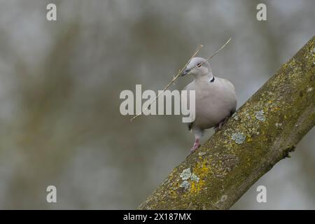 Colomba con colletto (Streptopelia decaocto) uccello adulto su un ramo di albero con un bastone per nidificare materiale nel suo becco, Suffolk, Inghilterra, Regno Unito Foto Stock