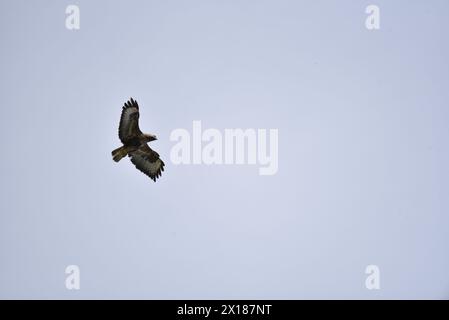 Common Buzzard (Buteo buteo) volando da sinistra a destra, a sinistra di Image, contro un cielo azzurro pallido, scattato nel Galles centrale, Regno Unito ad aprile Foto Stock