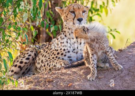 Cheetah (Acinonyx jubatus) con un cucciolo disteso e riposato all'ombra sotto un cespuglio sulla savana, riserva nazionale Maasai Mara, Kenya Foto Stock