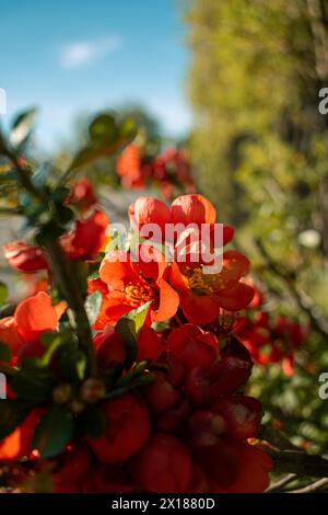 Cotogna ornamentale giapponese (Chaenomeles japonica), primo piano, alla luce del sole Foto Stock