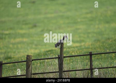 Vista distante di uno scoiattolo grigio orientale (Sciurus carolinensis) che scende dalla cima di un recinto di legno, su un prato, Regno Unito Foto Stock