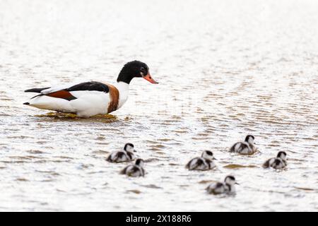 Anatra comune (Tadorna tadorna), femmina adulta con pulcini, Varanger, Finnmark, Norvegia Foto Stock