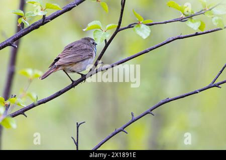 Bluethroat o Tundra Bluethroat (Luscinia svecica), maschio adulto seduto su un ramo, Varanger, Finnmark, Norvegia Foto Stock