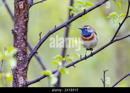 Bluethroat o Tundra Bluethroat (Luscinia svecica), maschio adulto seduto su un ramo, Varanger, Finnmark, Norvegia Foto Stock