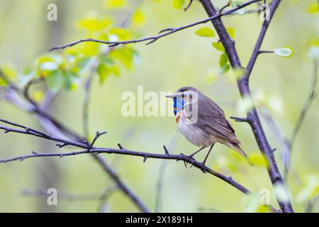 Bluethroat o Tundra Bluethroat (Luscinia svecica), maschio adulto seduto su un ramo, Varanger, Finnmark, Norvegia Foto Stock