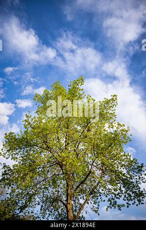 Albero, tiglio, nuvole, cielo, primavera, Stoccarda, Baden-Wuerttemberg, Germania Foto Stock