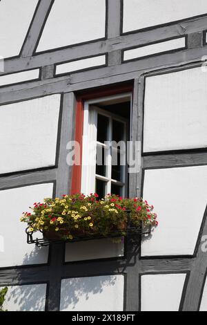 Finestra aperta decorata con cesto di fiori di petunias gialle e rosse su una casa in legno nella città di Bad Wimpfen, Germania Foto Stock