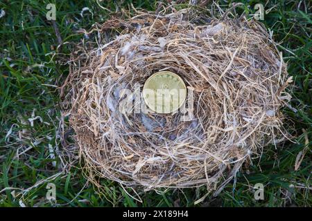 Primo piano di Housefinch, nido di uccelli di Haemorhous mexicanus con moneta canadese da un dollaro su sfondo verde, Quebec, Canada Foto Stock