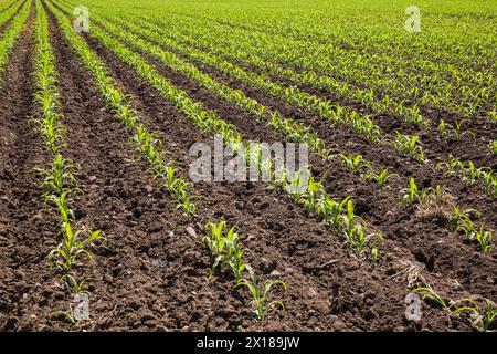 Campo con file di Zea mays, piantine di mais a tarda primavera, Quebec, Canada Foto Stock