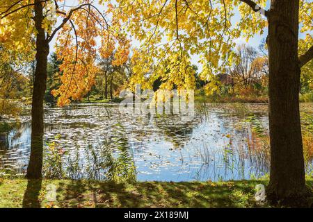 Stagno con ninfea, ninfee attraverso Acer giallo e arancio, aceri in autunno, Giardino botanico di Montreal, Quebec, Canada Foto Stock
