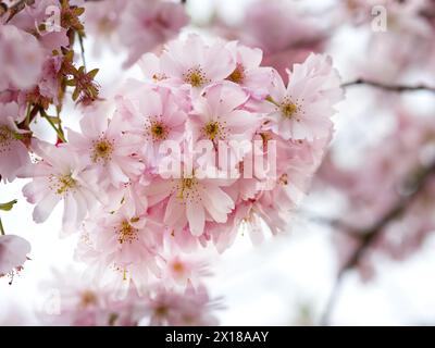 Ciliegio giapponese (Prunus serrulata 'Hokusai') Foto Stock