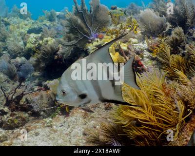 Pesce spadefish Atlantico (Chaetodipterus faber) in un tipico paesaggio caraibico della barriera corallina. Sito per immersioni John Pennekamp Coral Reef State Park, Key largo, Florida Foto Stock