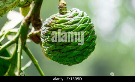 Agathis robusta (pino Dundathu, pino kauri, Queensland kauri, kauri australiani). Questo albero produce un legno di alta qualità Foto Stock