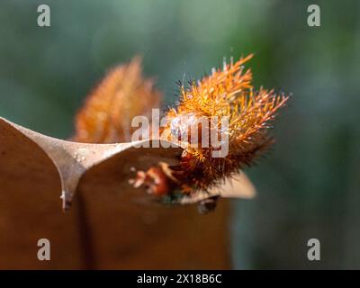 Saturniidae Moth caterpillar, Amazon Museum MUSA, Cidade de Deus, Manaus, Brasile Foto Stock