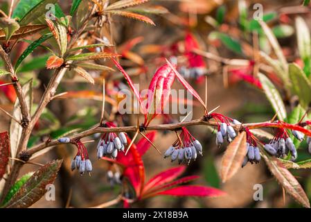 Berberis julianae in primavera. Foglie di berbero verde e rosso. Barberry Wintergreen o Barberry cinese. Foto Stock