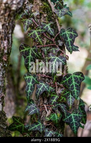 Hedera Helix, l'edera comune, l'edera inglese, l'edera europea Foto Stock