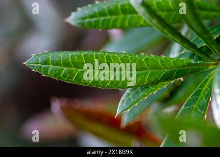 Berberis julianae in primavera. Foglie di berbero verde e rosso. Barberry Wintergreen o Barberry cinese. Foto Stock