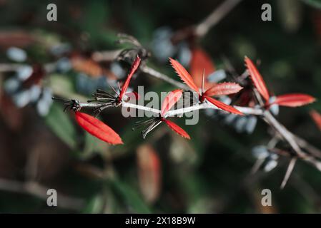 Berberis julianae in primavera. Foglie di berbero verde e rosso. Barberry Wintergreen o Barberry cinese. Foto Stock