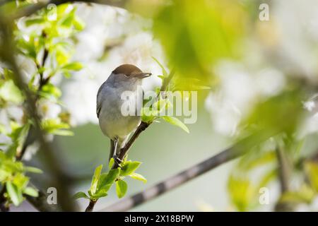 Un cappellino nero (Sylvia atricapilla), maschio, con un ragno catturato nel becco, seduto su un ramo circondato da foglie verdi fresche, Assia, Germania Foto Stock