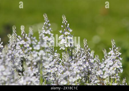 Genzian speedwell, Genzian speedwell (Veronica gentianoides) Renania settentrionale-Vestfalia, Germania Foto Stock