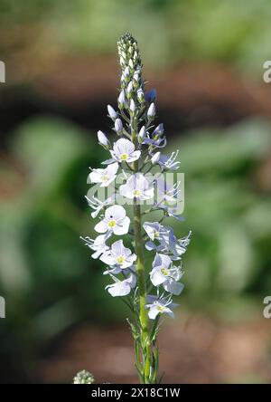 Genzian speedwell, Genzian speedwell (Veronica gentianoides) Renania settentrionale-Vestfalia, Germania Foto Stock