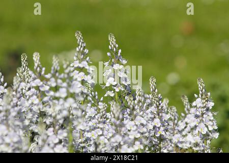 Genzian speedwell, Genzian speedwell (Veronica gentianoides) Renania settentrionale-Vestfalia, Germania Foto Stock